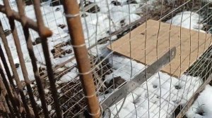 новая ловушка на фазана #своими_руками #как_поймать_фазана_живым