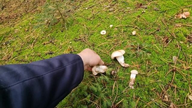 Опята море опят плюс ножницы-;) смотреть онлайн