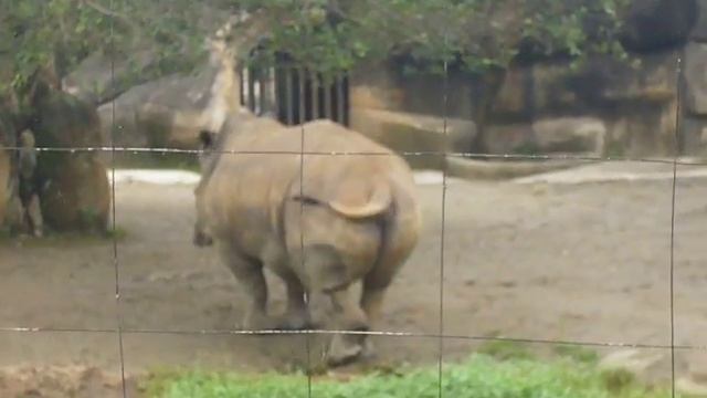 Taipei Zoo Poo смотреть онлайн