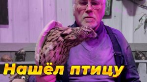 Нашли хищную птицу. Что делать?