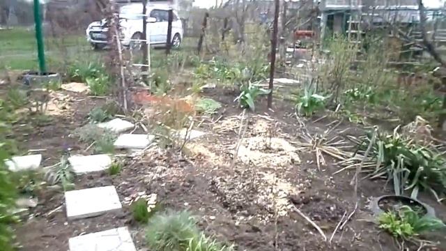 Нарциссы Прогулка по саду смотреть онлайн