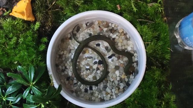 Змея (Уж) на рыбалке смотреть онлайн