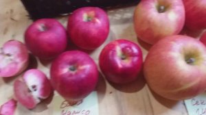 Яблоня Секаи Ши и Байя Мариса. Часть ІІІ. Дегустация самых дорогих яблок в мире.