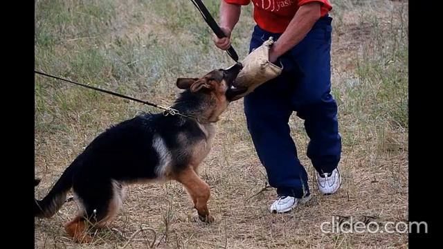 Узнаете талантливого малыша РАЙНЕРА ФОКСБЕРГ однопометника РИАНЫ талантливый щенок схватывает все смотреть онлайн