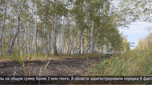 Штраф в размере более 1 млн тенге грозит за незаконную добычу косули смотреть онлайн