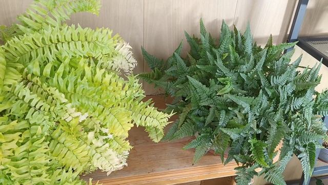 Жёлтые комнатные папоротники смотреть онлайн