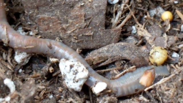 Earthworm Captured Feeding on Soil (in Aloe Vera Plant) @ 60 FPS смотреть онлайн