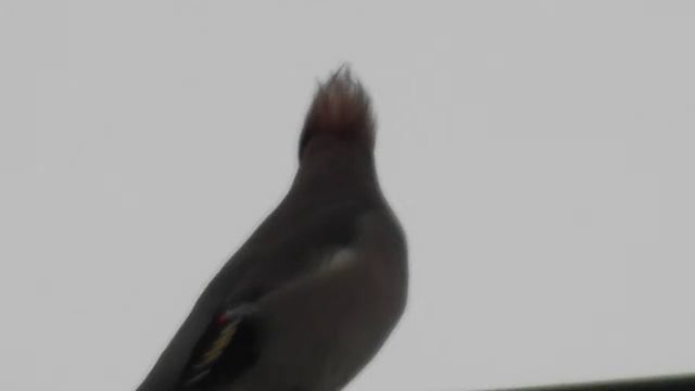 Сойка пересмешница или хто это смотреть онлайн