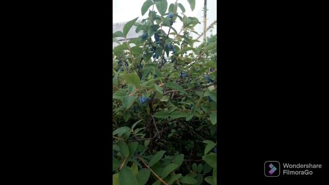 Интересные Факты о Животных