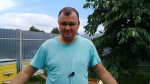 ?Что делать если потравили пчел? Мой опыт. Итоги после потравы пчел