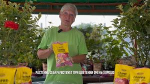 Секретное средство для красивых роз на участке