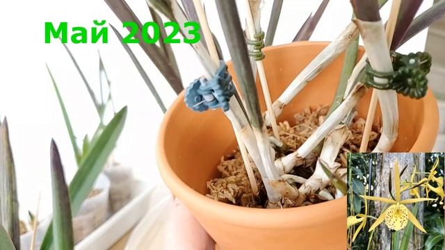 Каттлеи Деление куртин Адаптация делёнок смотреть онлайн