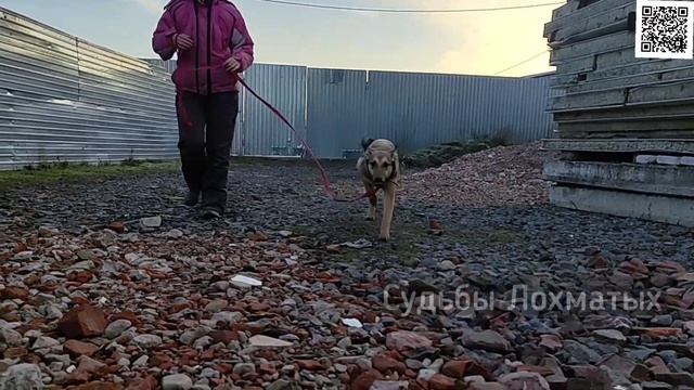 Мы ПОДАРИЛИ малышам-щенкам ШАНС! И гуляем с ними уже ПОЛГОДА! смотреть онлайн