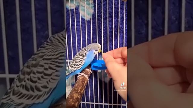 Как приручить попугая к рукам? |All about parrots смотреть онлайн