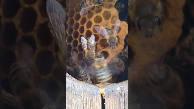 Пчёлы в скворечнике? Что делать? Bees in a birdhouse? What to do? смотреть онлайн