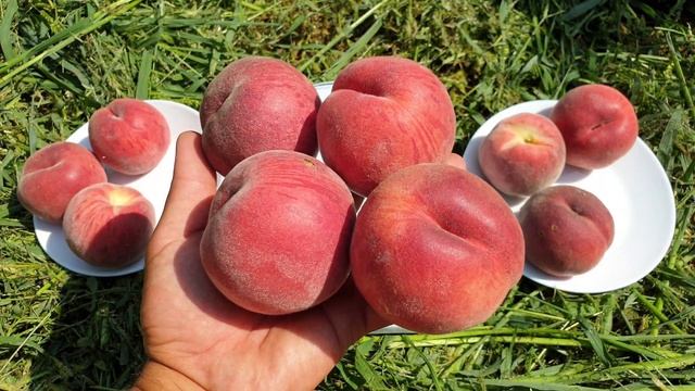Персик Ред Робин / Peach Red Robin смотреть онлайн
