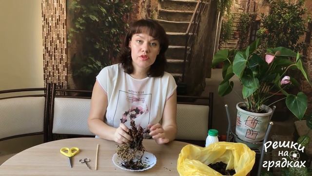 Засох антуриум?! Можно реанимировать антуриум и спасти его!!! Видео от 15.02.2019 смотреть онлайн