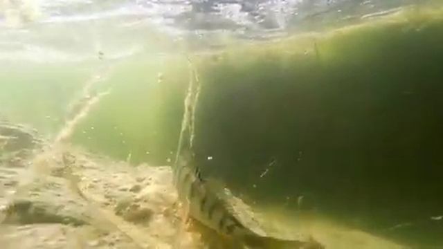 Kayak Perch Fishing 2 смотреть онлайн