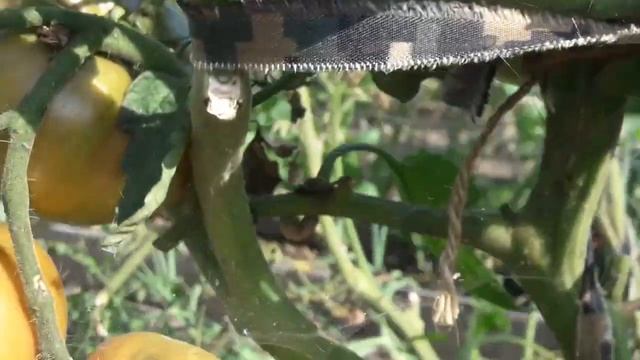 Сорт томата Шайба! Обзор томата