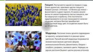 Первоцветы. Презентация для ознакомления  детей старшего дошкольного возраста