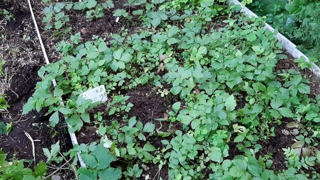 КНЯЖЕНИКА.ПОСАДКА ПОДМОСКОВЬЕ. смотреть онлайн