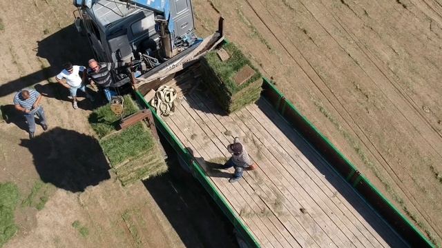 Рулонный газон Алматы