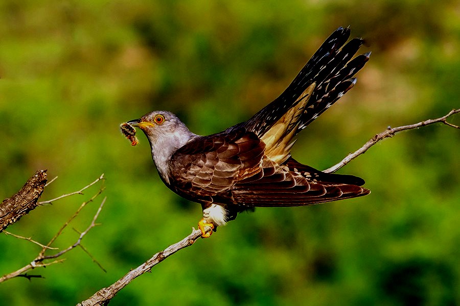 Венгерский танец ..mp4 смотреть онлайн