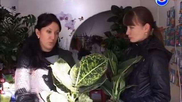 Життя серед квітів Дефинбахия смотреть онлайн