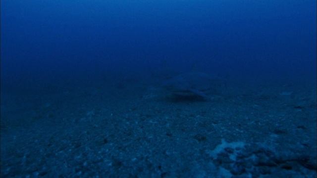 Акулы-убийцы острова Реюньон смотреть онлайн