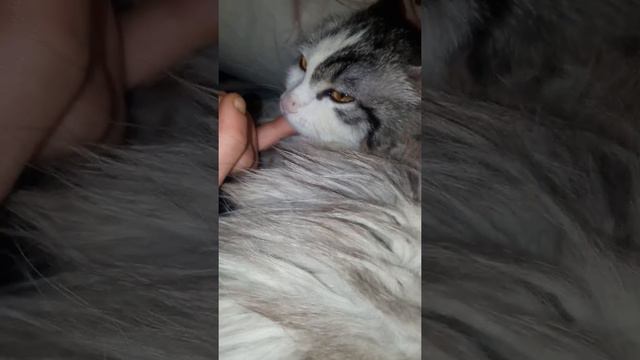 Большой взрослый котёнок смотреть онлайн