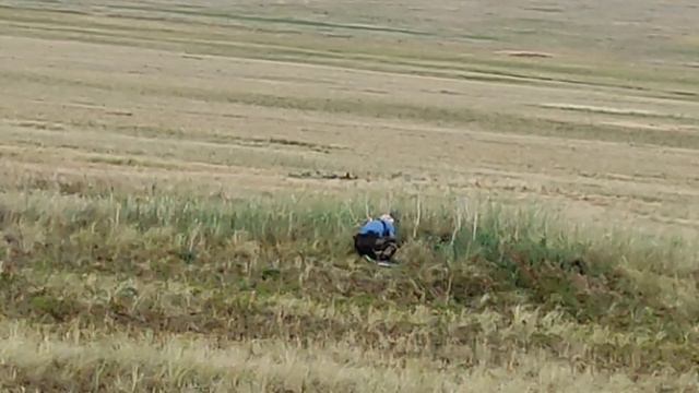 Охота на сурка байбака. Закрытие сезона. МР 18 мн 7.62/54 смотреть онлайн