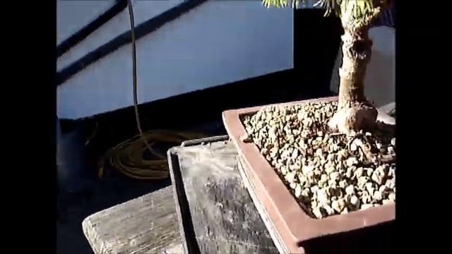 ?? Bonsai a Nursery Plant - Spruce Picea Glauca - How to make a bonsai tree from Nursery Stock смотреть онлайн