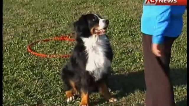 Ai Lavai su Antenna3 Nord-Est смотреть онлайн