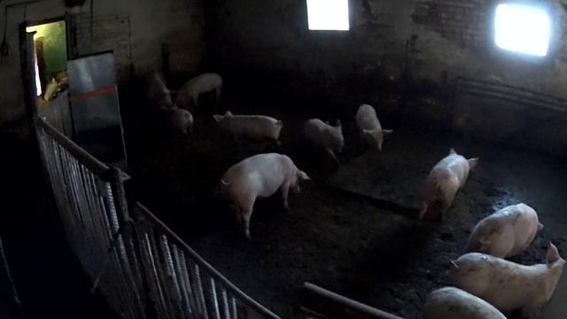 РАССАДИЛ ПОРОСЯТ  ВЫЯВЛЕНИЕ ЛИДЕРСТВА В СВИНАРНИКЕ