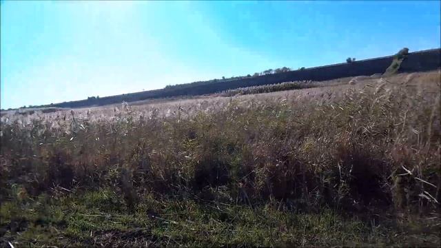 Открытие охоты на фазана