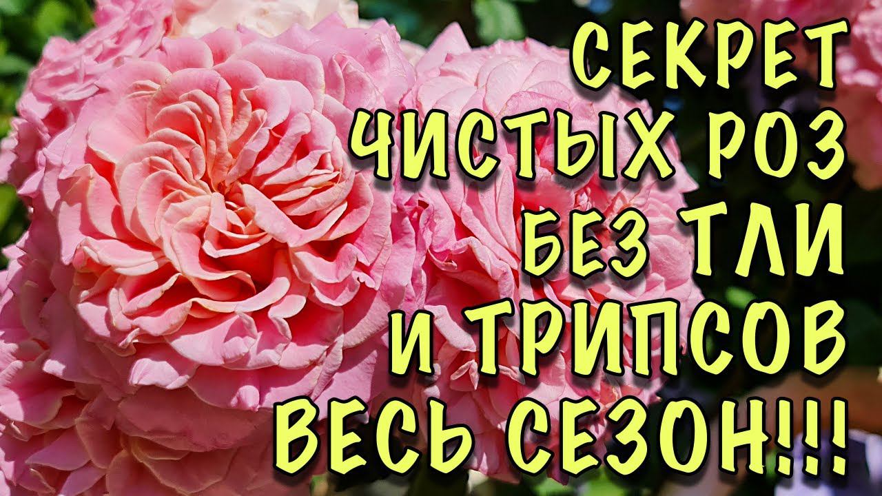 НА МОИХ РОЗАХ НЕ БЫВАЕТ ТЛИ и ТРИПСОВ! Делайте ТАК ЖЕ и ВЫ НАВСЕГДА избавитесь от ЭТИХ ВРЕДИТЕЛЕЙ! смотреть онлайн