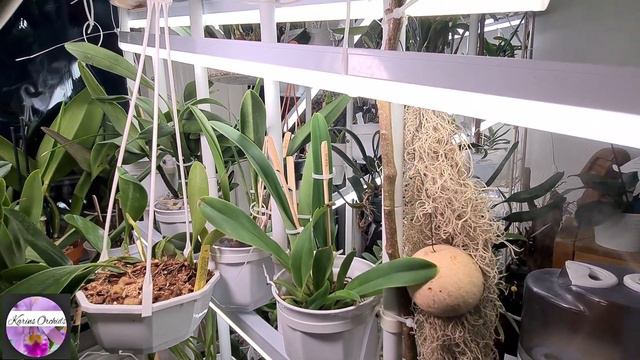 Cattleya Dowiana Aurea Orchid #CareCollab