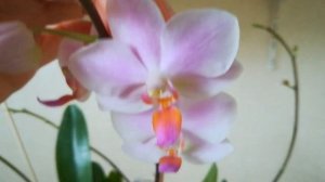 ЗАЦВЕТАЕТ ГРУППОВАЯ ПОСАДКА ХАТУЮКИ. ❣️❤️?#фаленопсис #phalaenopsis #flores #orhids #orjidea ??❤️??