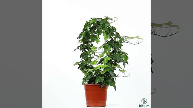 Hedera Duvar Sarmaşığı смотреть онлайн