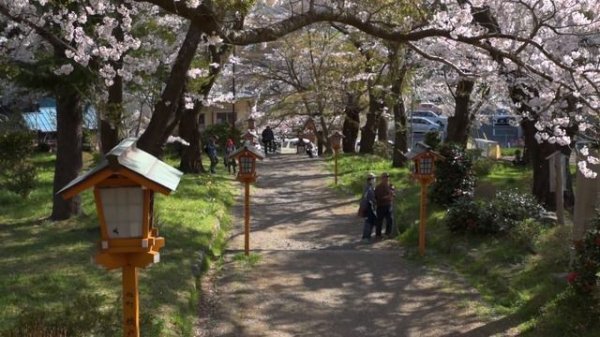 20 Minutes of Cherry Blossoms | japan-guide.com