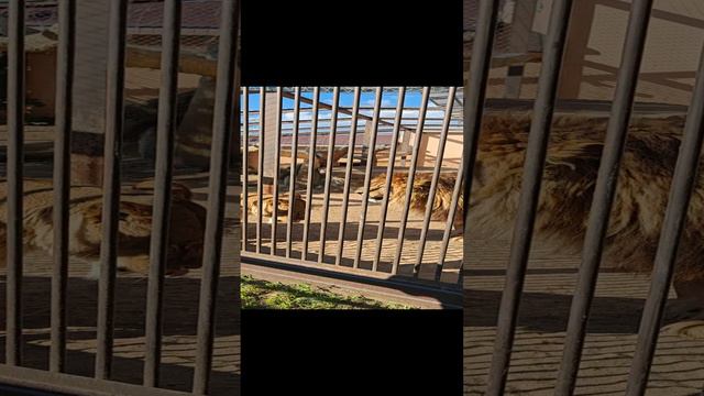 Планета обезьян. Московская область. Рекомендую! смотреть онлайн