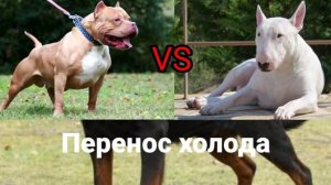 Питбуль против бультерьер. Кто победит?