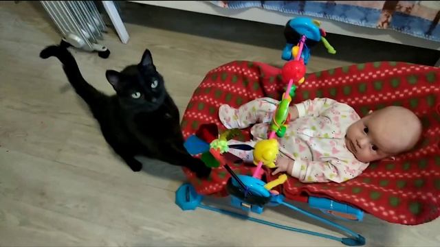 Тренировка кошки-няни на дистанции. смотреть онлайн