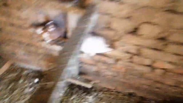 10.03.23г. яйца замёрзли, но голубята есть. выжили в мороз..... - 15°С смотреть онлайн