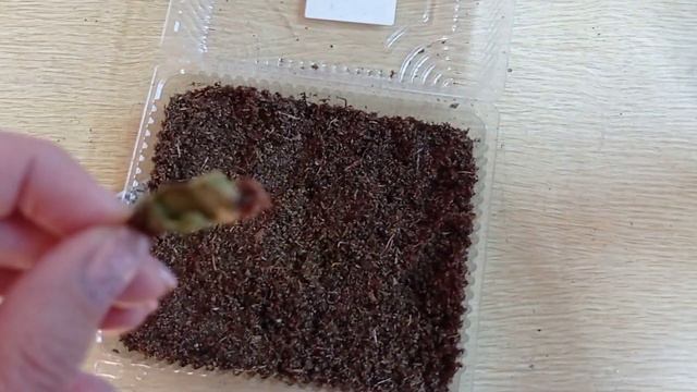 Декоративнолиственная бегония, собираем семена. смотреть онлайн