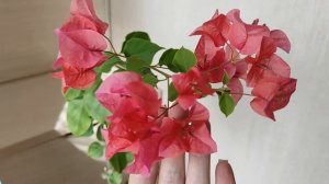 БУГЕНВИЛЛИЯ. Развитие цветоноса за 16 дней. НОВИНКИ. #бугенвиллия
