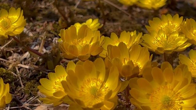 Весенние первоцветы. Ботанический сад Владивостока. Адонис Амурский. смотреть онлайн