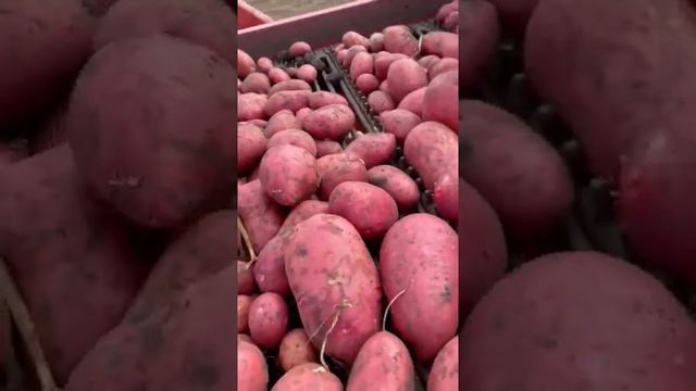 Балтик Роуз Картофель 2021, Казахстан. Сортировка. Производитель Norika , Германия смотреть онлайн