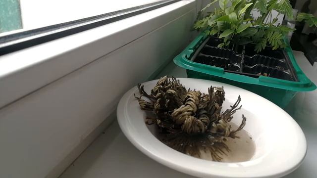 Роза. Иерихонская роза оживает смотреть онлайн