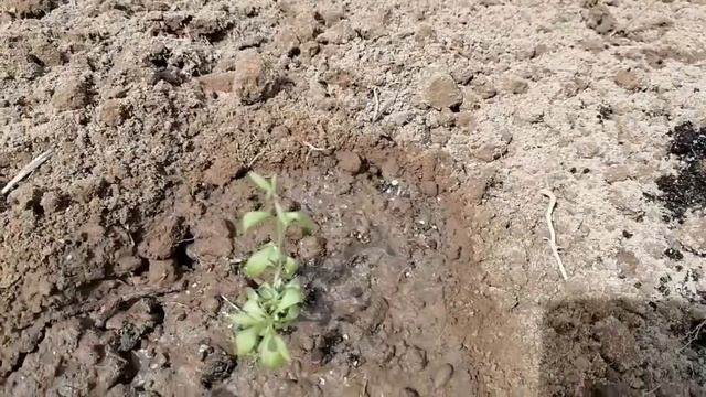 Посадка рассады лаванды в открытый грунт Лаванда из семян..Цветет сирень в саду. смотреть онлайн